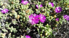 Drosanthemum fourcadei