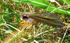 Pseudopalpares sparsus