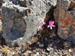 Pelargonium nummulifolium