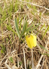 Fritillaria collina