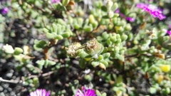 Drosanthemum fourcadei