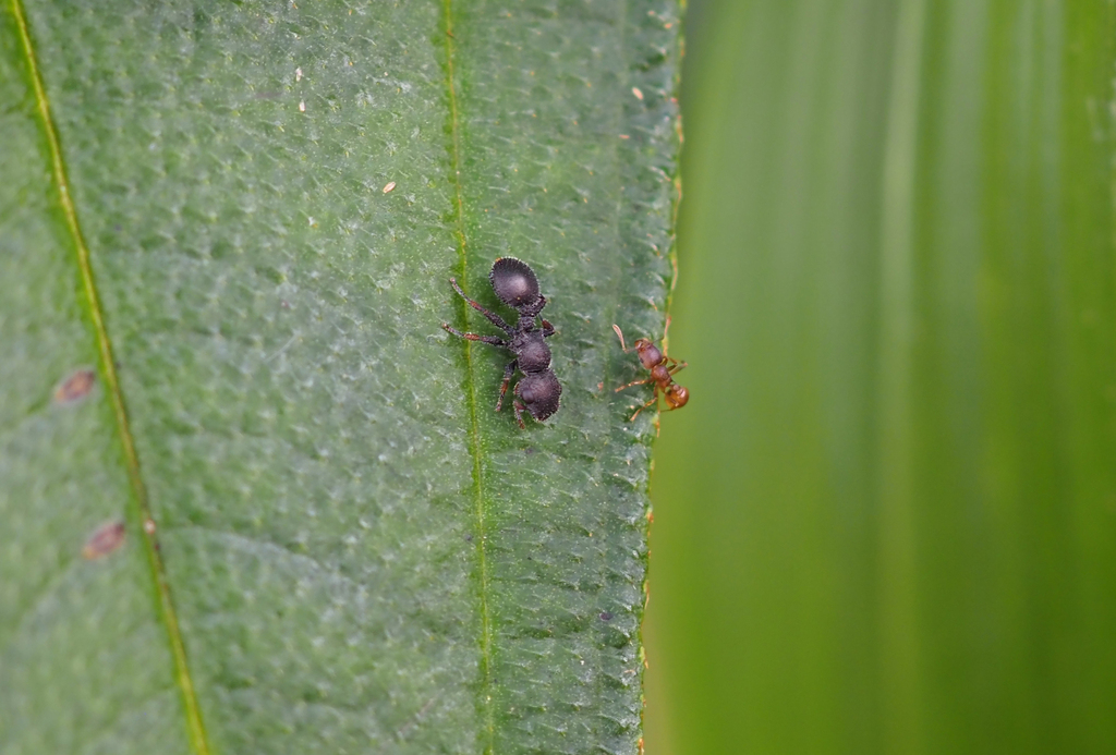 Cataulacus marginatus