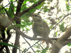 Cranioleuca pyrrhophia