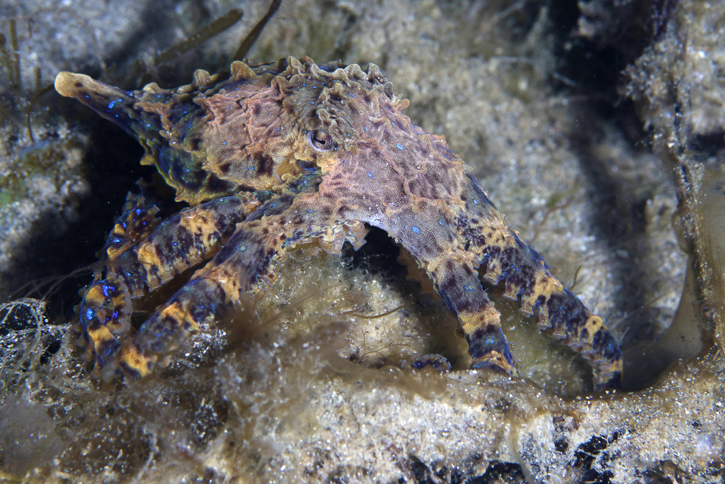 Lesser Blue-ringed Octopus from 2900 Point Nepean Rd, Blairgowrie VIC ...