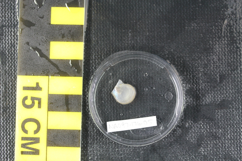 Camptonectinae
