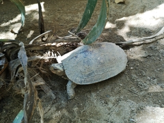 Rhinoclemmys rubida rubida