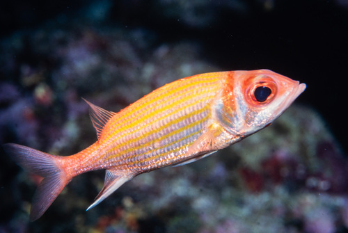 Goldlined squirrelfish (Neoniphon aurolineatus) — Holocentridae