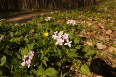 Cardamine quinquefolia