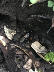 Camponotus sansabeanus