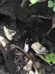 Camponotus sansabeanus