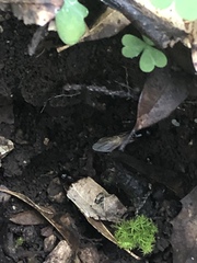 Camponotus sansabeanus