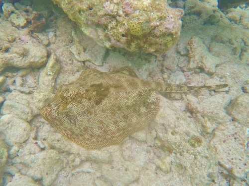 Yellow Stingray, photo 4 of 7