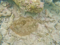 Yellow Stingray photo 4