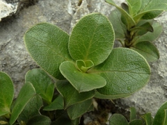 Coprosma serrulata