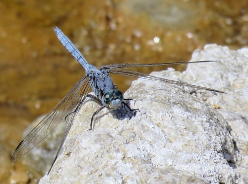 Epaulet Skimmer