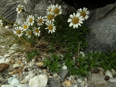 Celmisia bellidioides