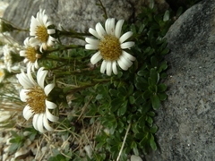 Celmisia bellidioides