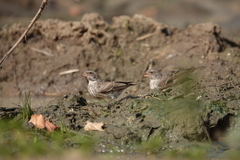 Crithagra leucopygia