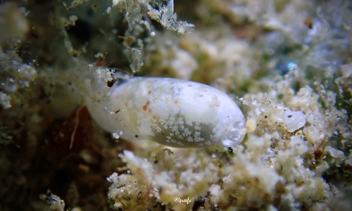 Liloa mongii observed 2023-09-03