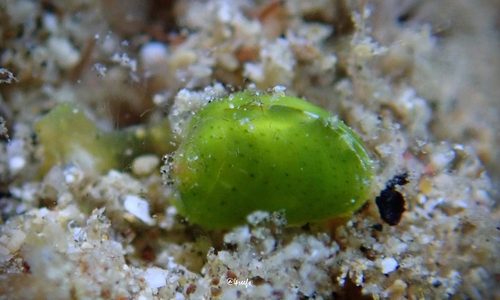 Julia exquisita, 2023-09-03