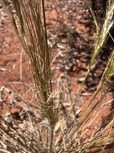 Austrostipa nitida observed 2023-09-29