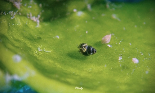 Rissoella observed 2023-09-03