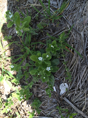 Lithospermum matamorense