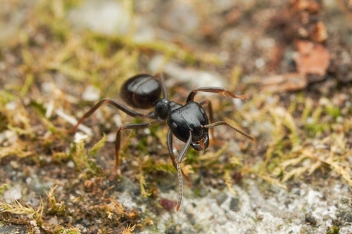 富士毛蚁Lasius fuji