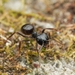 Lasius fuji - Photo (c) Jonghyun Park, osa oikeuksista pidätetään (CC BY), lähettänyt Jonghyun Park