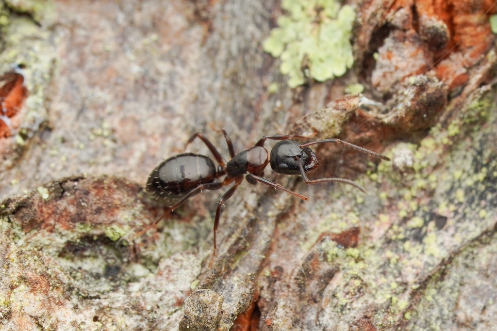 나도네눈개미 from 948-4 Ubara, Katsuura, Chiba 299-5243, Japan... by Jonghyun Park · iNaturalist 나도네눈개미 (Camponotus nawai)