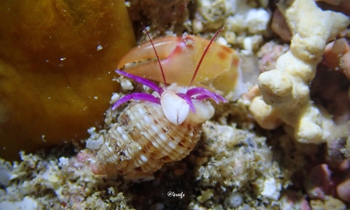 Pylopaguropsis keijii observed 2023-09-09