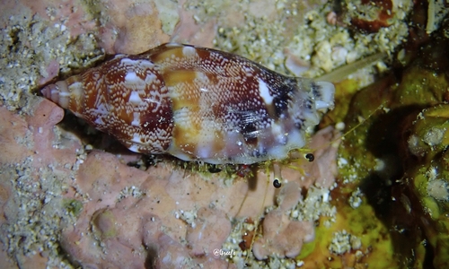Strombus dentatus observed 2023-09-09