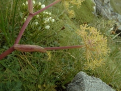 Anisotome haastii