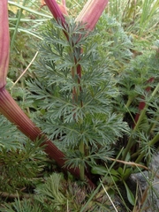 Anisotome haastii