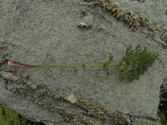 Anisotome haastii