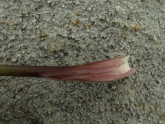 Anisotome haastii