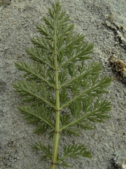 Anisotome haastii