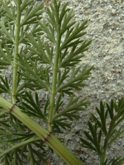 Anisotome haastii