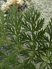 Anisotome haastii