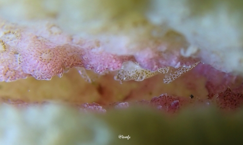 Hapalocarcinus marsupialis observed 2023-09-23