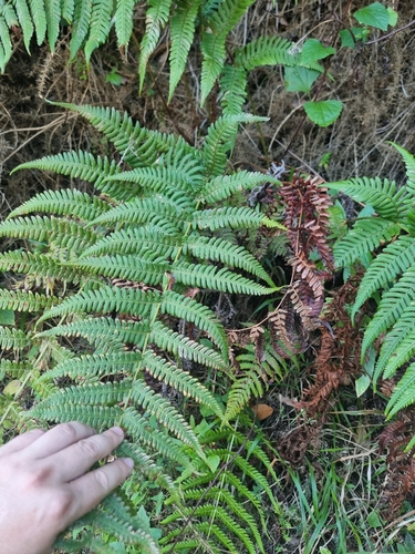 Image of Dryopteris aitoniana by (c) Vítor Jorge, some rights reserved (CC BY)