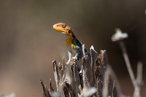 Painted Dragon, Ctenophorus pictus