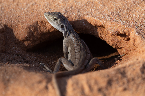 Nobbi, Diporiphora nobbi