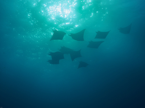 Pygmy devil ray (Mobula eregoodootenkee) — Myliobatidae — 5