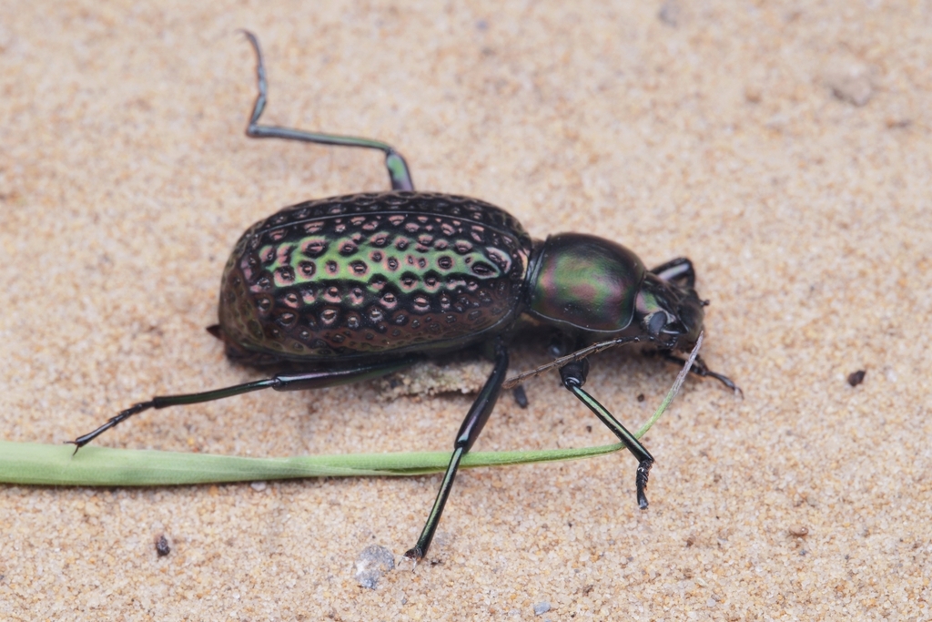 Morphostenophanes cuproviridis