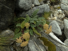 Anisotome pilifera