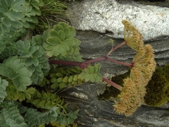 Anisotome pilifera