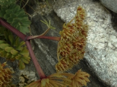 Anisotome pilifera