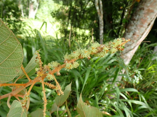 Mallotus mollissimus observed 2023-09-13