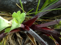 Anisotome pilifera